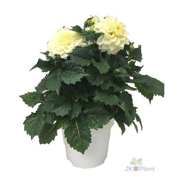 <h4>Dahlia Miscellaneous Grp Dahlinova Hypnotica White</h4>