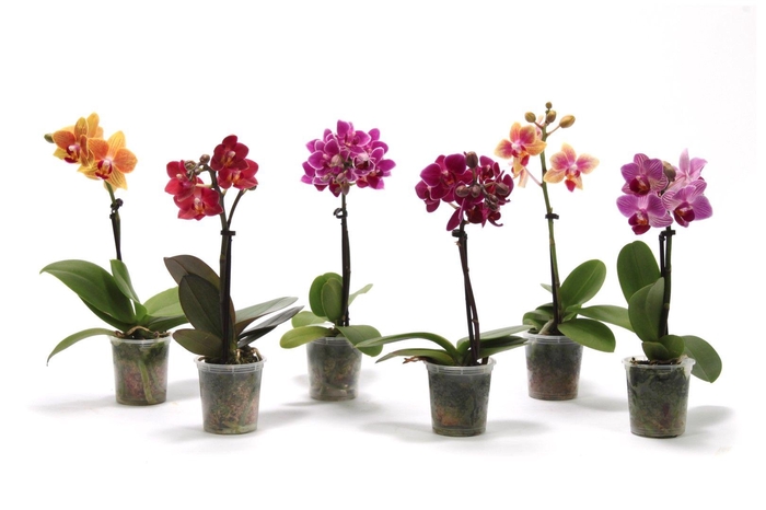 <h4>Phal Tiny Dolls Mix 1T7+ zonder Aqu@</h4>