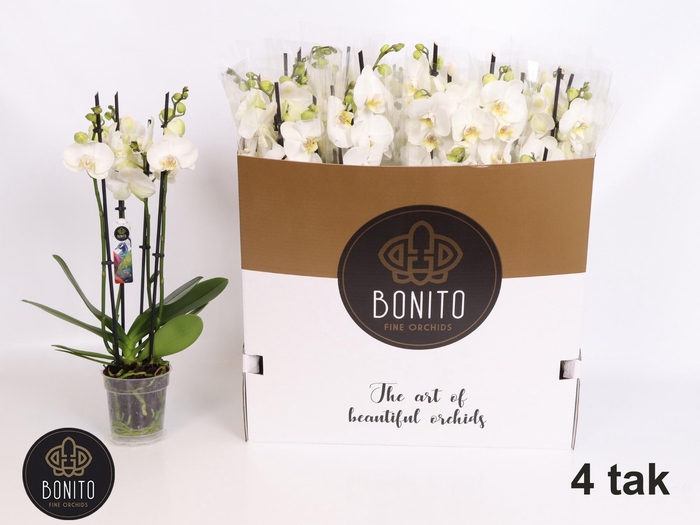 <h4>PHAL AN NOTTINGHAM</h4>