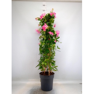 Mandevilla sand. 'Eagle Eye'