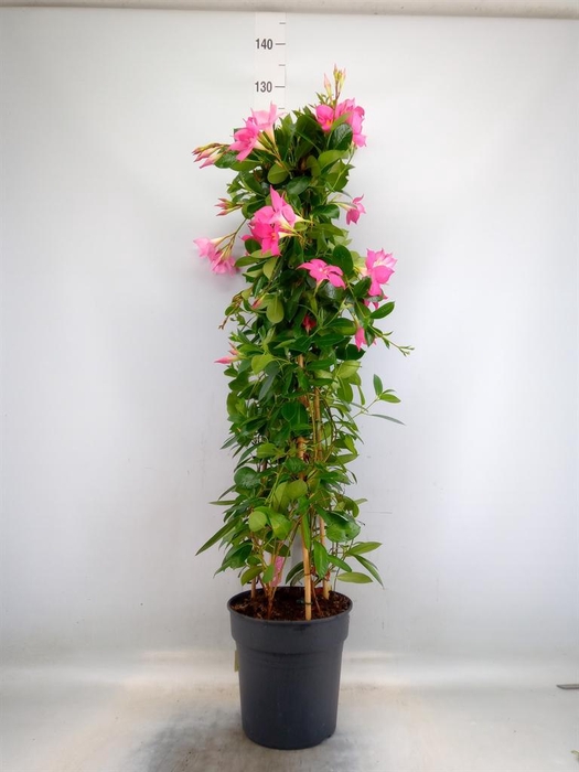 <h4>Mandevilla sand. 'Eagle Eye'</h4>