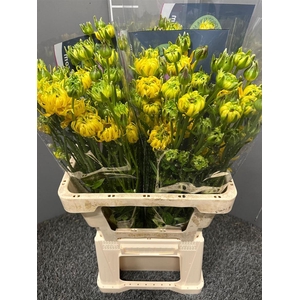 Ran Moderna Star Jupiter