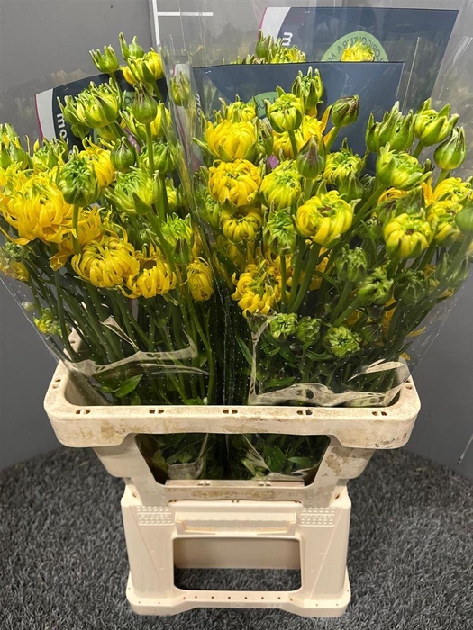 <h4>Ran Moderna Star J</h4>