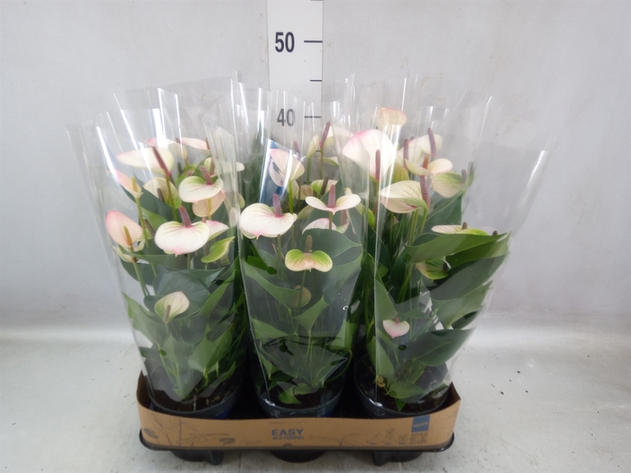 Anthurium andr. 'Lipa Pink Mini'