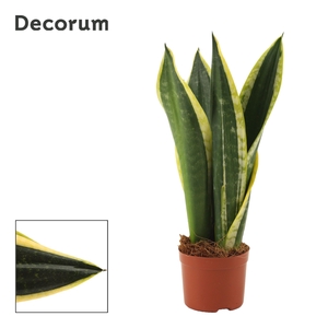 Sansevieria Night Shade 9 cm (Decorum)