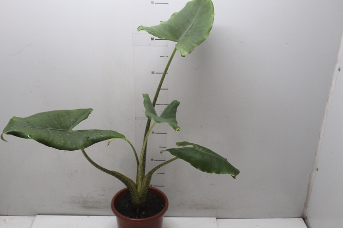 <h4>ALOCASIA WENTII P24</h4>