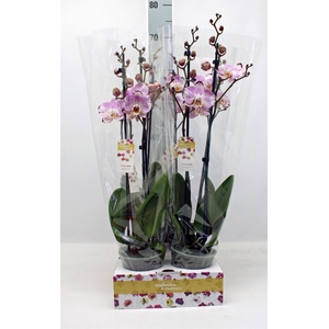 Phalaenopsis   ...