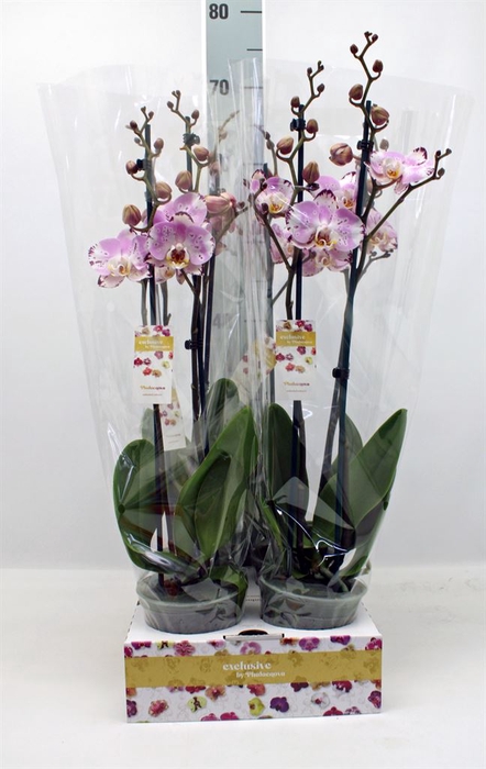 <h4>Phalaenopsis   ...</h4>
