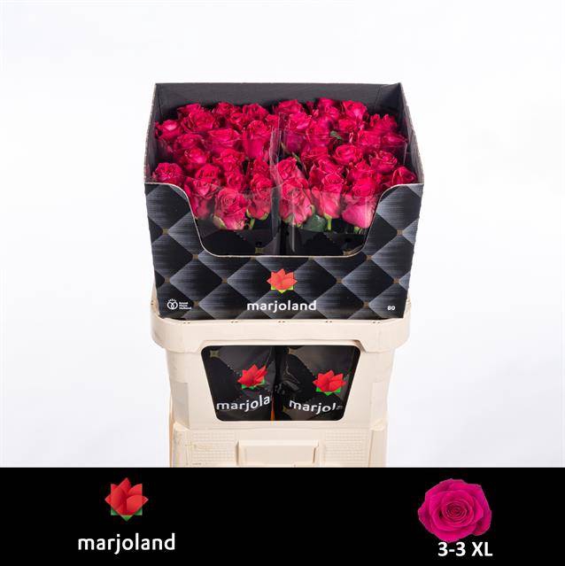 <h4>Rosa large xoch!</h4>