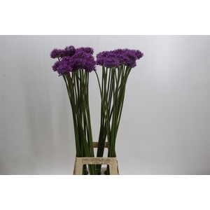 Allium 'Gladiator'