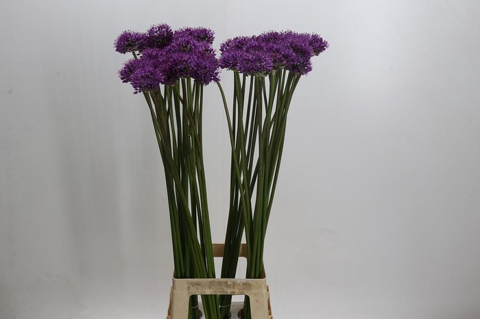 <h4>Allium Gladiator</h4>