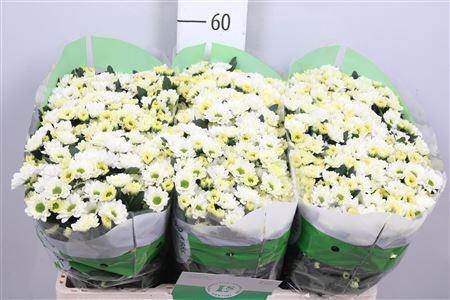 <h4>Chr S Rossi White</h4>