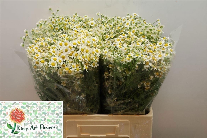 <h4>TANA PA CAMERON</h4>