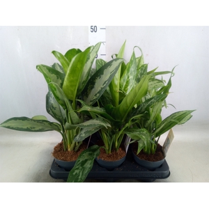 Aglaonema   ...mix