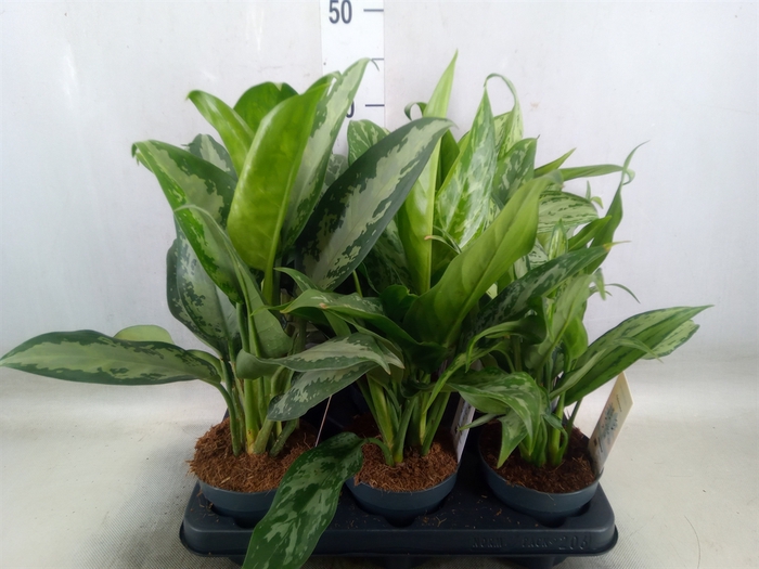 <h4>Aglaonema   ...mix</h4>