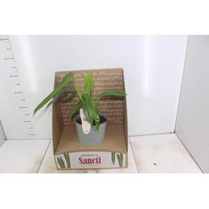PHILODENDRON SPIRITUS SANCTI P17