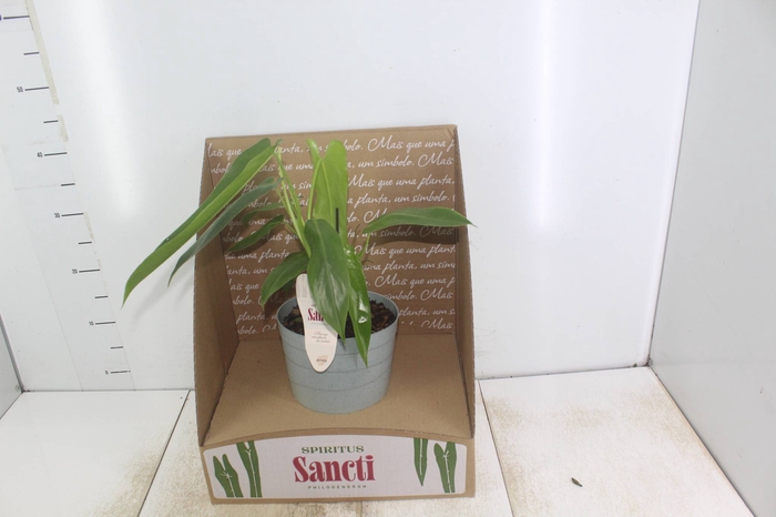 <h4>PHILODENDRON SPIRITUS SANCTI P17</h4>