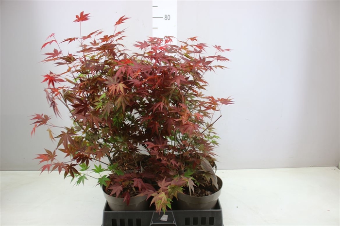<h4>Acer Pa Atropurpureum</h4>
