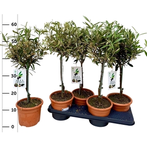 OLEA EUROPAEA