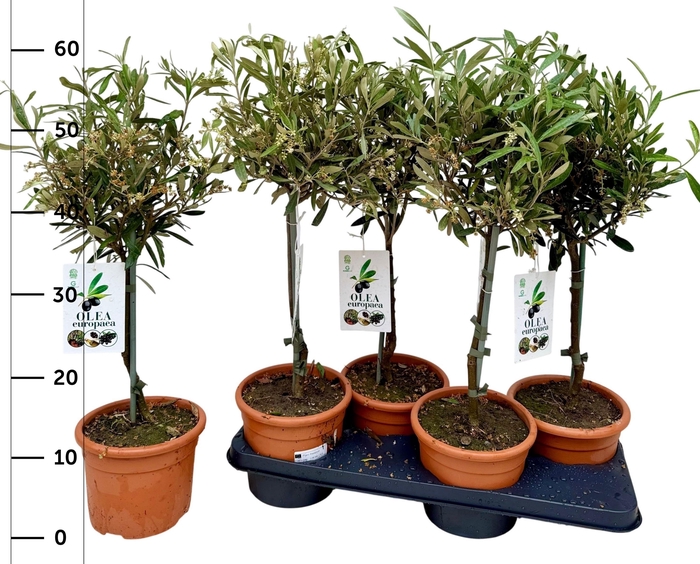 <h4>OLEA EUROPAEA</h4>