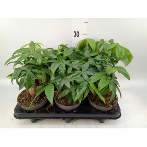 Pachira aquatica