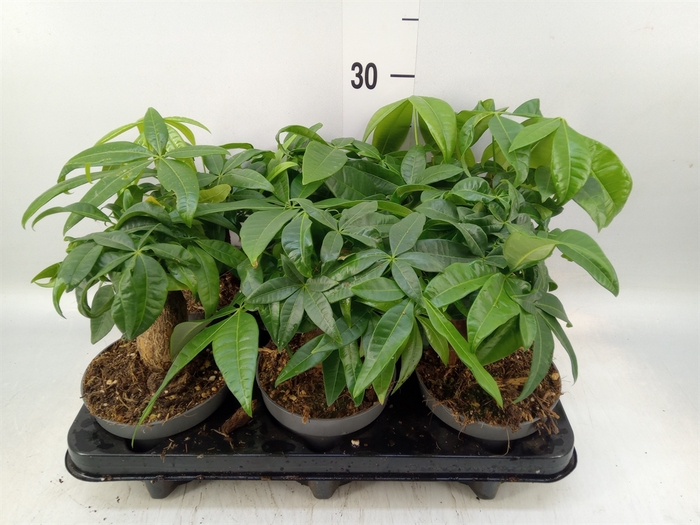 <h4>Pachira aquatica</h4>
