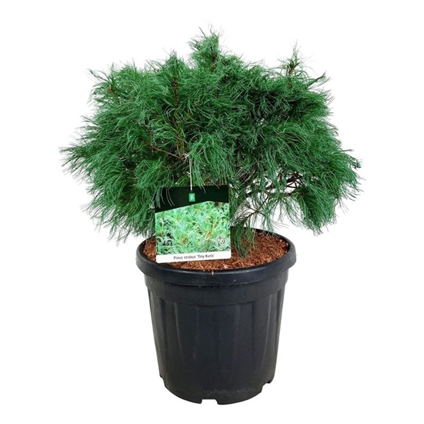 <h4>Pinus strobus 'Tiny Kurls'</h4>