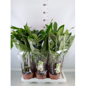 Pachira aquatica