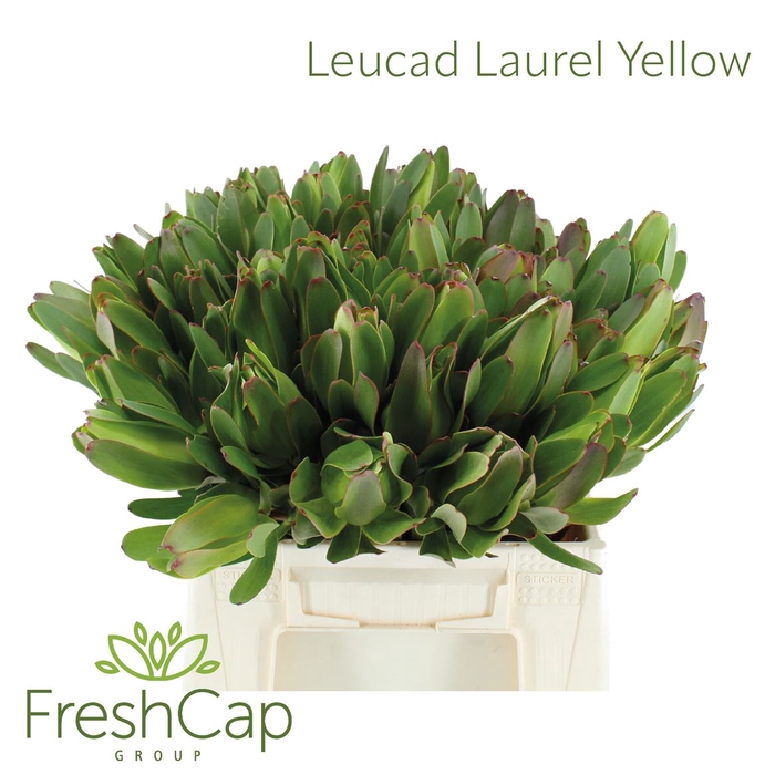Leucad Laurel Yellow