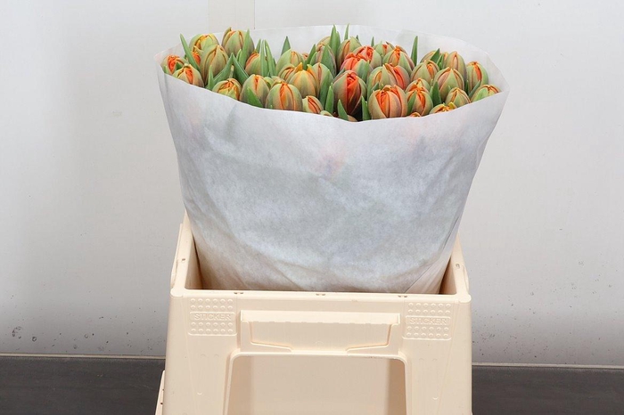 <h4>Tu Du Orange Princes</h4>