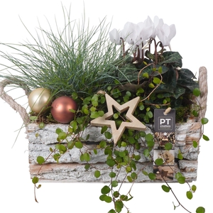 Arr.   Tuinplanten L%