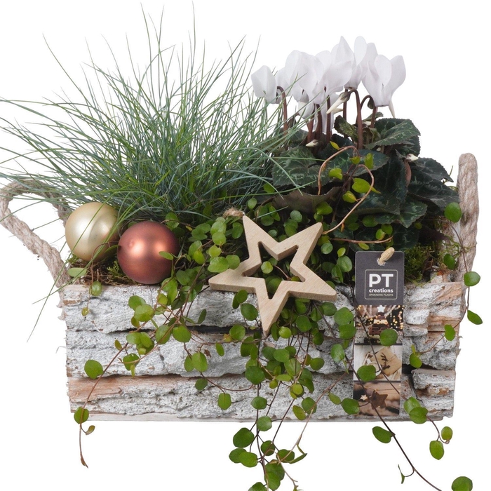 <h4>Arr.   Tuinplanten L%</h4>