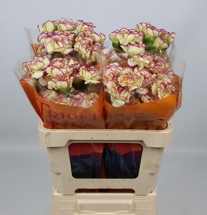 <h4>DI ST FLOUNDER+</h4>