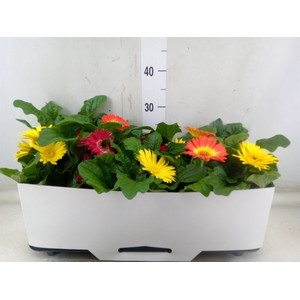 Gerbera  'Open Air'   ...mix