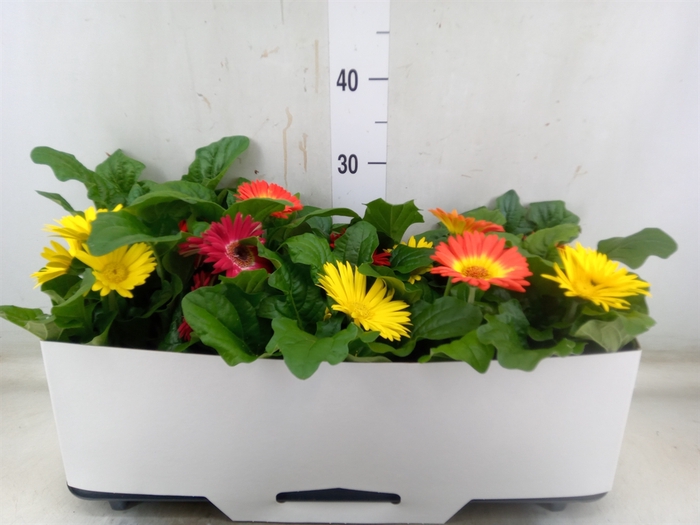 <h4>Gerbera  'Open Air'   ...mix</h4>