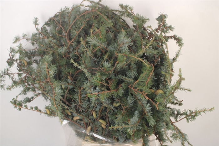 <h4>Ceder Per Bunch</h4>