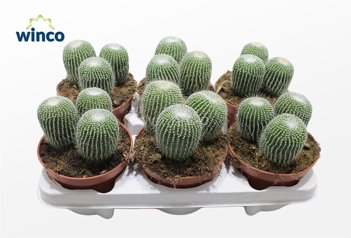 <h4>Notocactus Leninghausi Inermis (group)</h4>