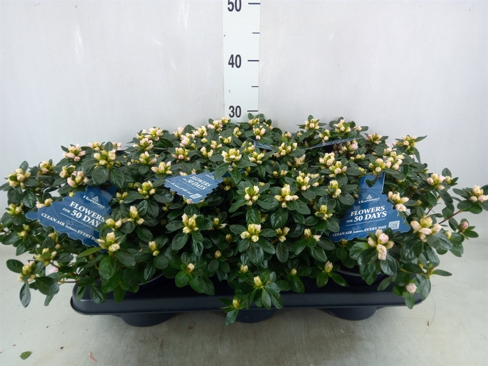 <h4>Rhododendron SI 'Hor Class Bicolor'</h4>