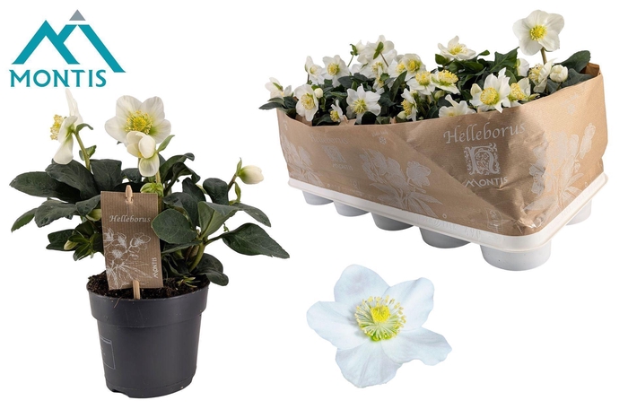 <h4>Helleborus niger Christmas Carol</h4>