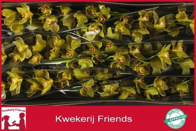 <h4>CYMB T JUNGLE TRAIL</h4>