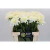Dahlia Karma M. Zwaan