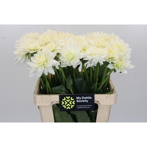 Dahlia Karma M. Zwaan