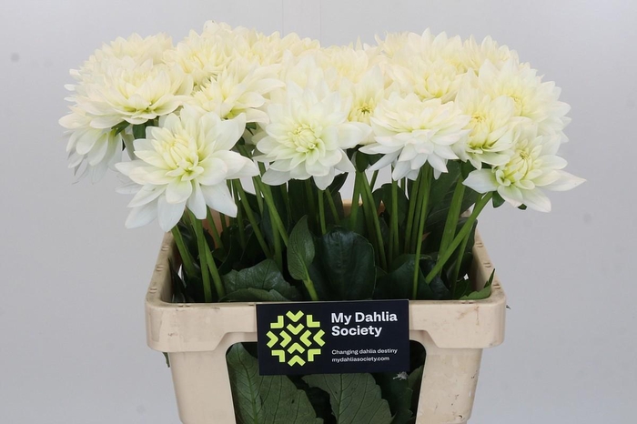 <h4>Dahlia Karma M. Zwaan</h4>