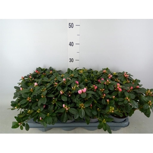 Rhododendron sim.   ...mix