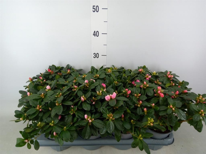 <h4>Rhododendron sim.   ...mix</h4>