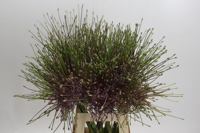 <h4>Allium Schubertii</h4>