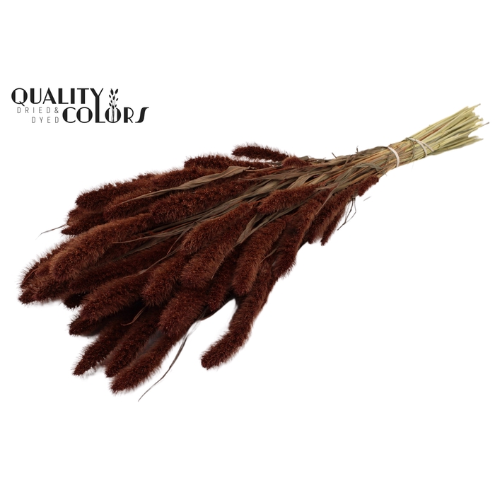 <h4>Setaria per bunch Brown</h4>
