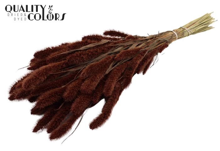 <h4>Setaria per bunch Brown</h4>