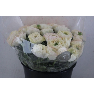 Ran Cloni Sup Cream Succes