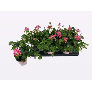 PEL PELT BALKON ROSE